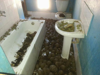 Illustration for article titled Un olor espantoso conduce a la policía hasta una casa donde escondían 10.000 tortugas en peligro de extinción